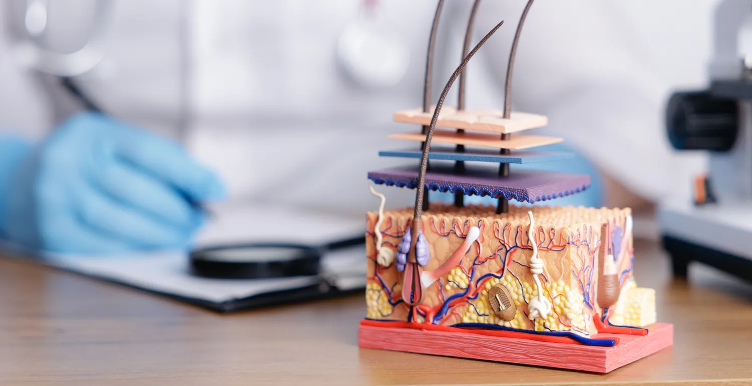 Close-up of medical skin cross section model with dermatologist in the background