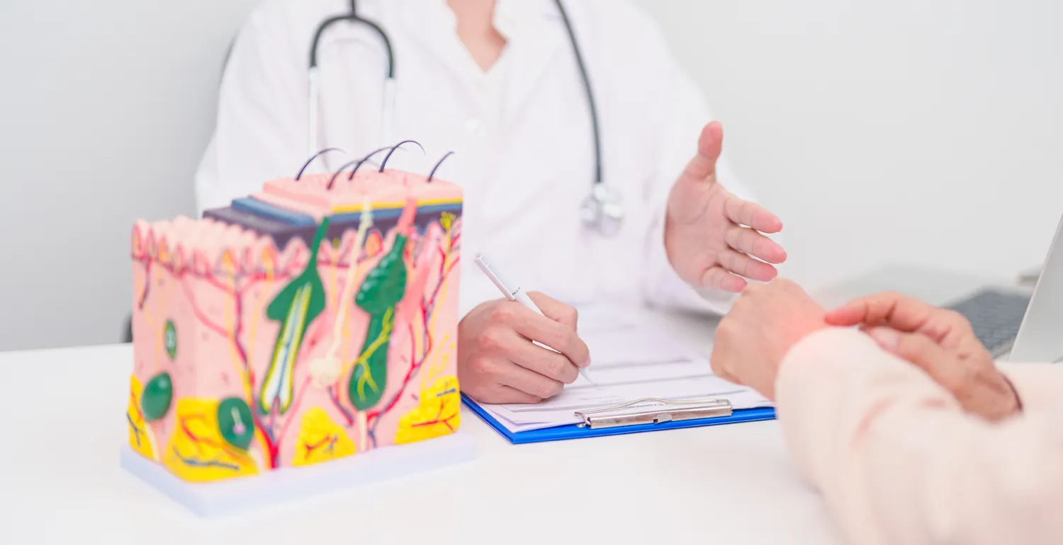 Consultation with a dermatologist with a medical skin cross section model